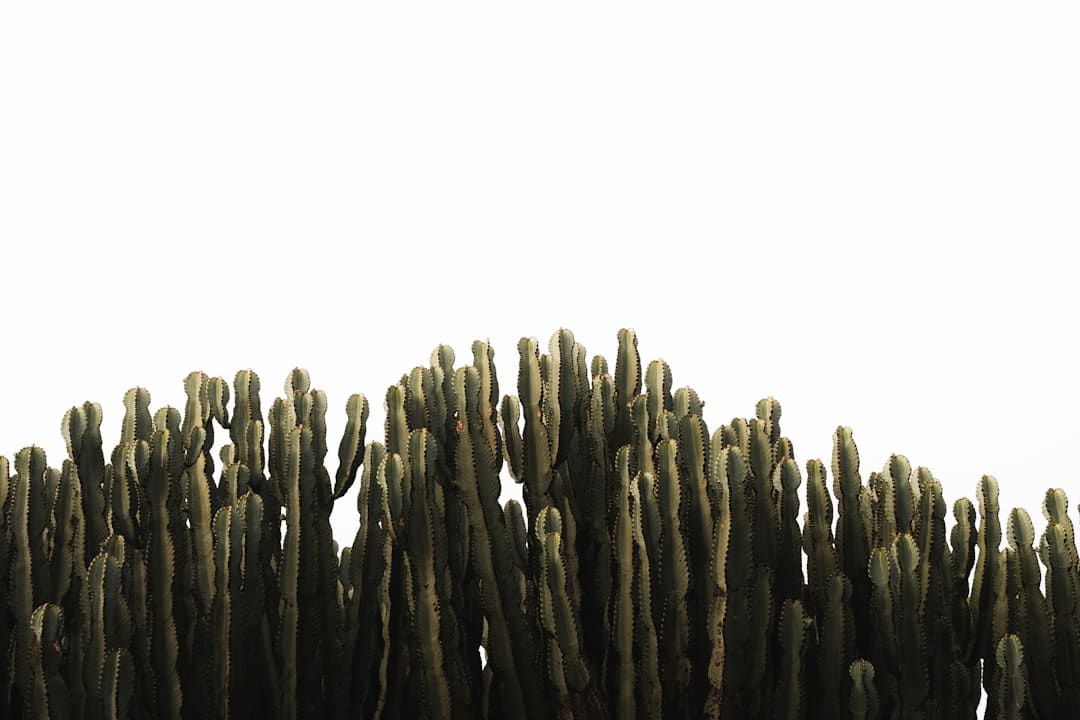 普京与特朗普新一轮会谈何时进行？俄方回应：可能是近期